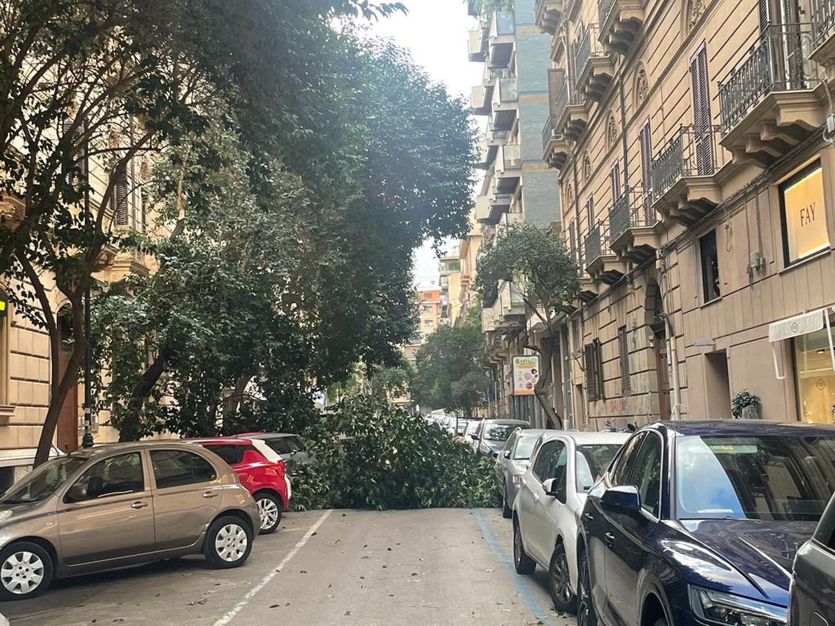 Palermo, alberi caduti per il forte vento in centro città