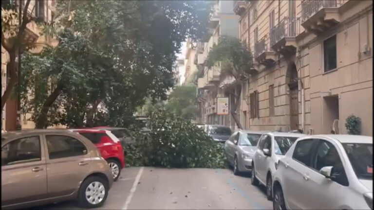 Alberi caduti per il forte vento a Palermo