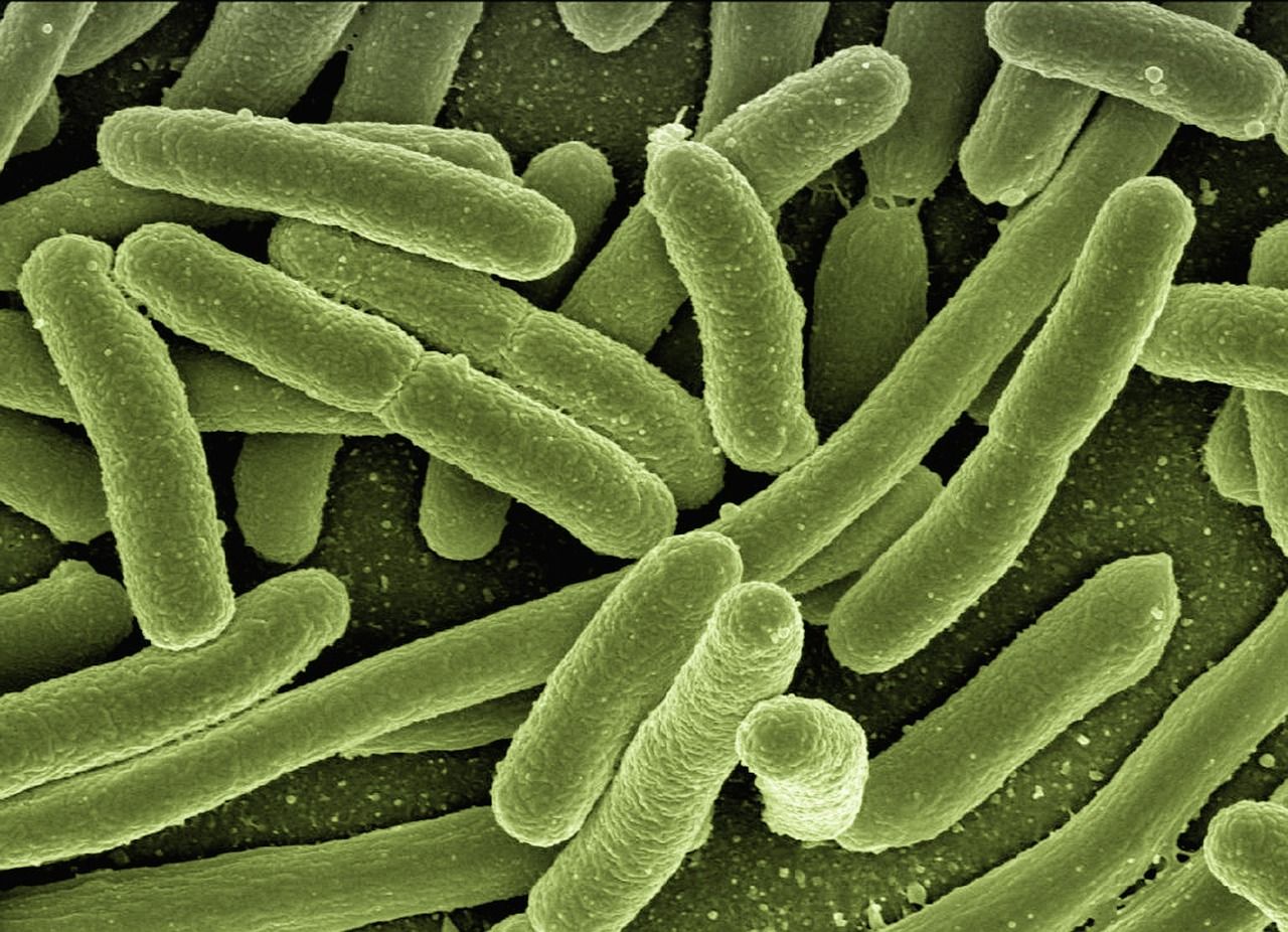 Tumore colon, enzima del batterio Escherichia Coli osservato speciale