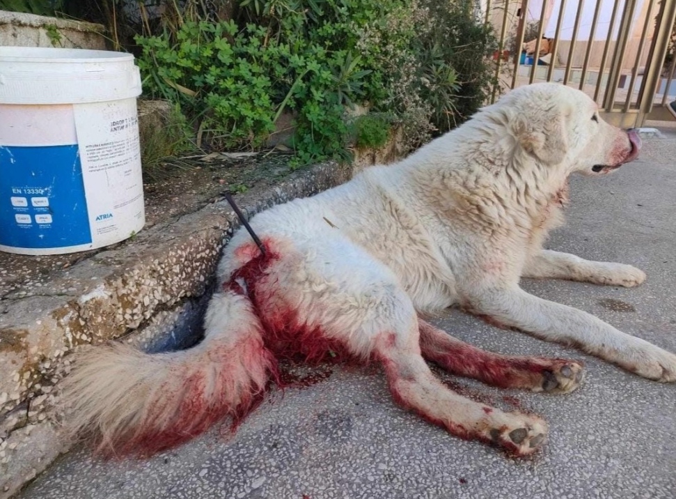 Triscina, hanno sparato a un cane con una balestra: la denuncia degli animalisti