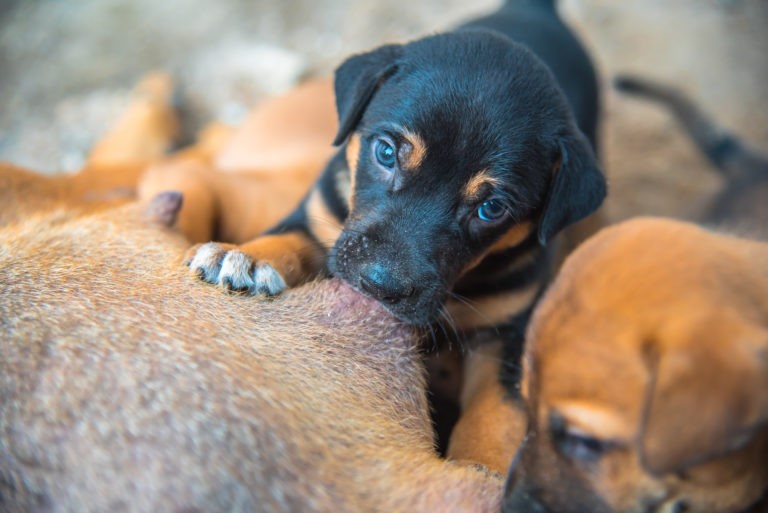 Trapani: a Casina delle Palme domenica dedicata ai cuccioli