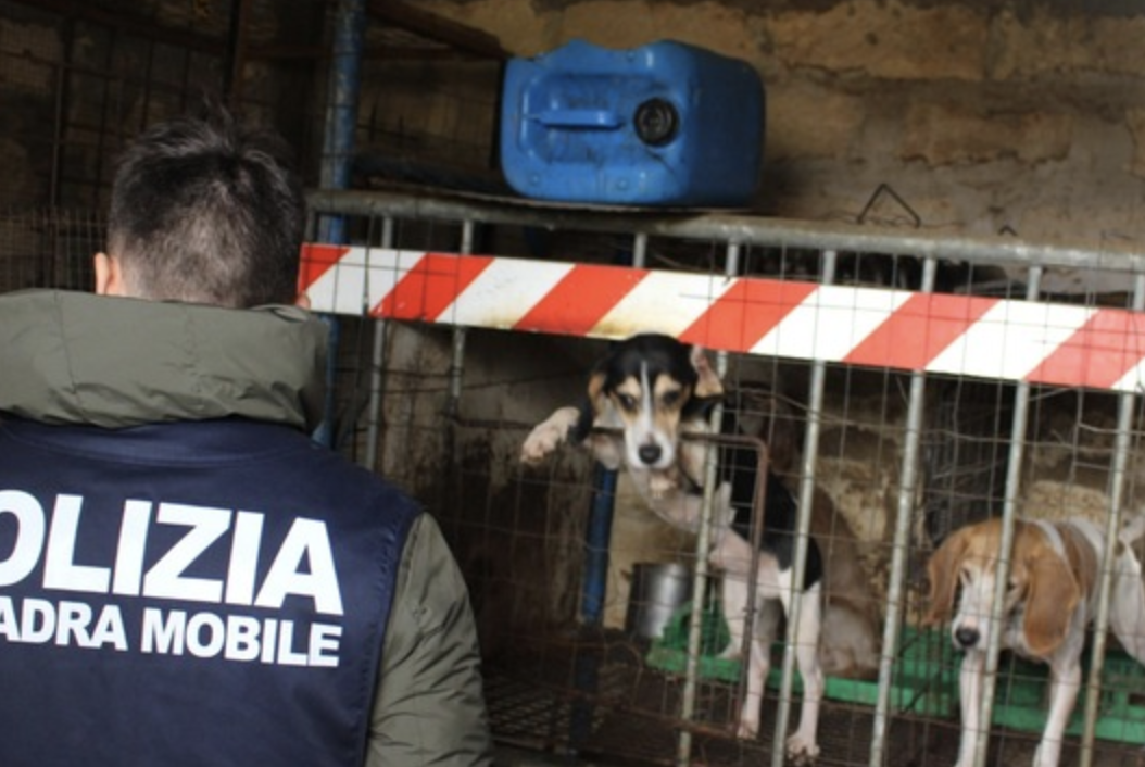 Sicilia, allenava cani per la caccia e li teneva malnutriti e in ipotermia