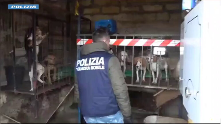 Polizia salva 12 cani nel nisseno, forse usati per combattimenti