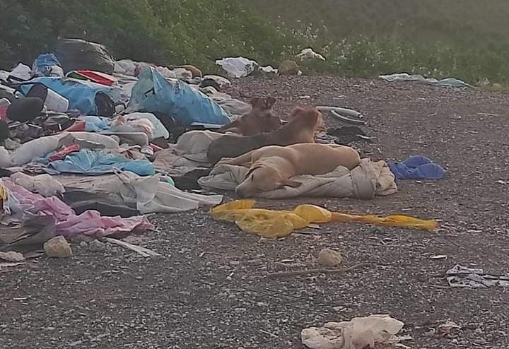 Randagi su di una discarica di spazzatura a Marsala tra le contrade Cardilla e Ciavolo