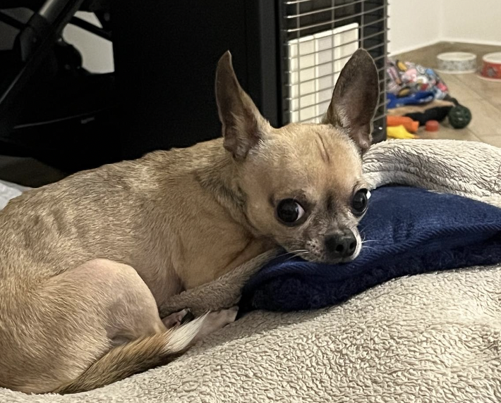 Marsala: Ercole si è allontanato da casa, i proprietari lo cercano