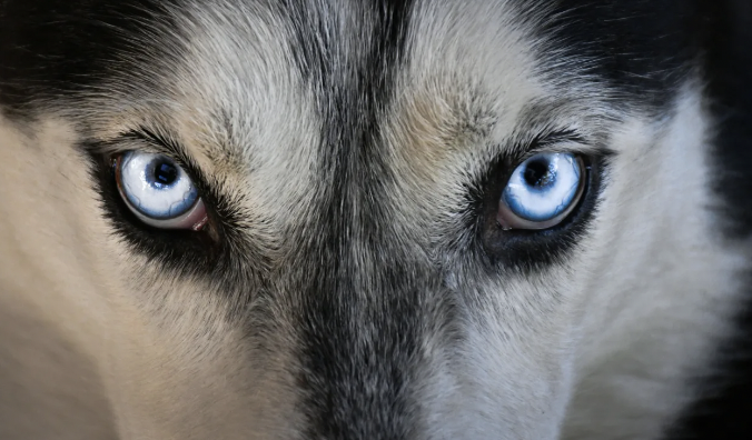 La Polizia di Marsala salva husky che si aggirava tra le auto in corsa