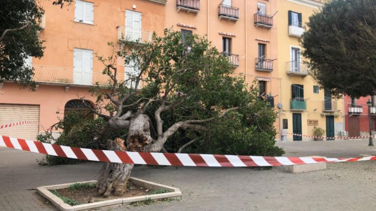 Trapani: un grosso albero si schianta al suolo in via Duca D’Aosta a causa del vento