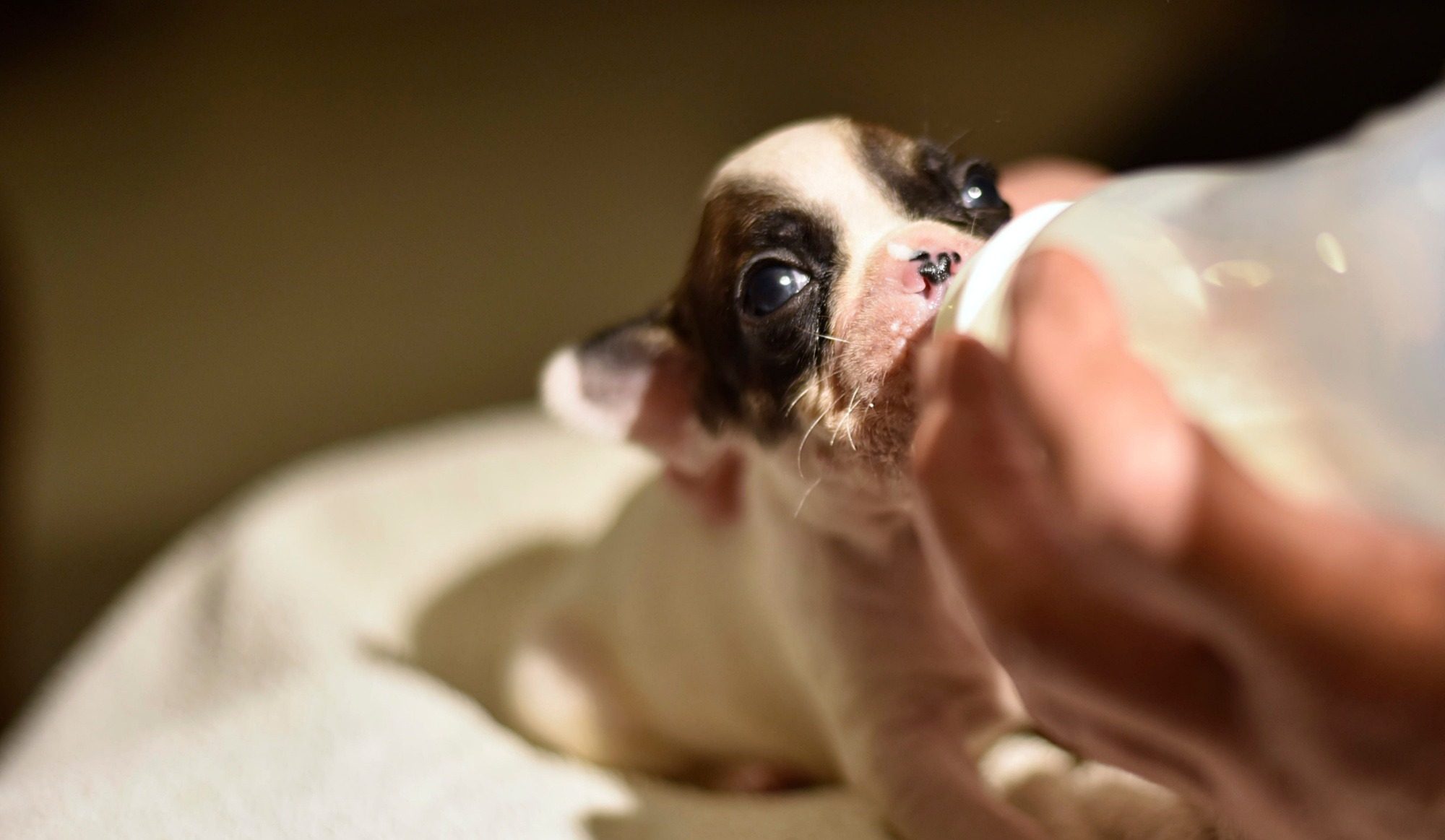 La Polizia Municipale di Trapani salva 7 cuccioli abbandonati, denunciato il responsabile￼