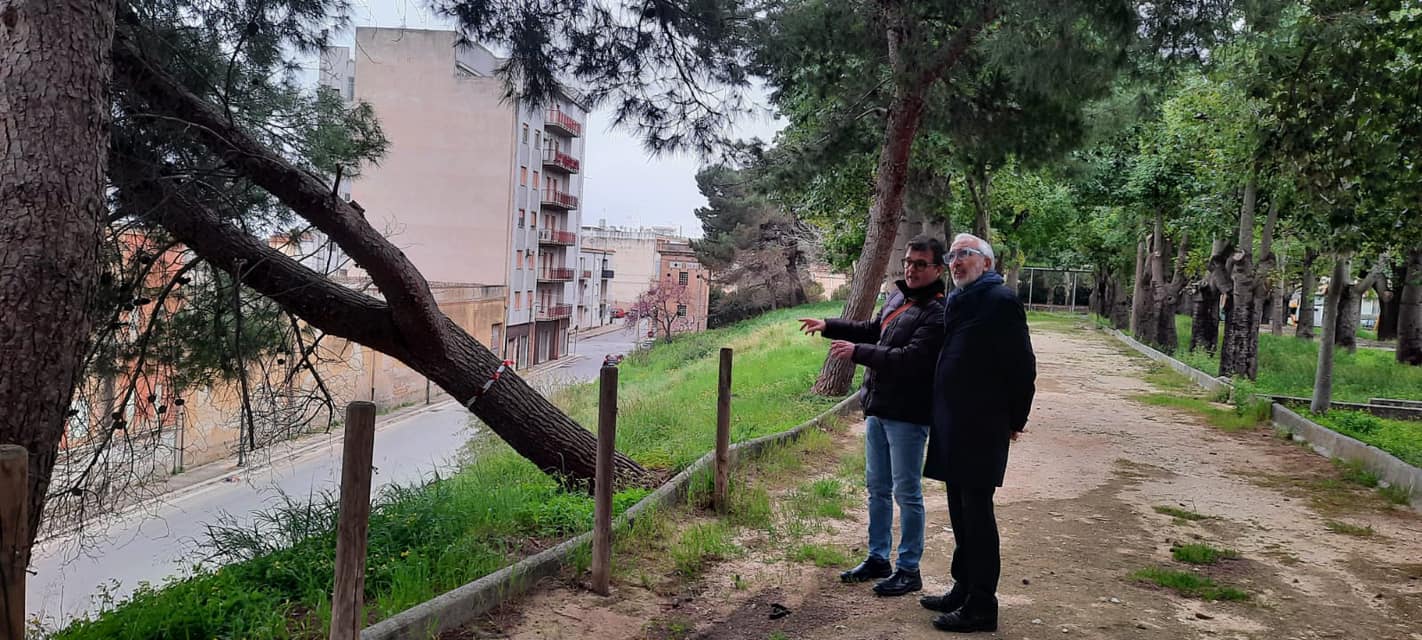 Rimossi alberi pericolanti al Parco Rimembranze di Castelvetrano grazie a un agronomo