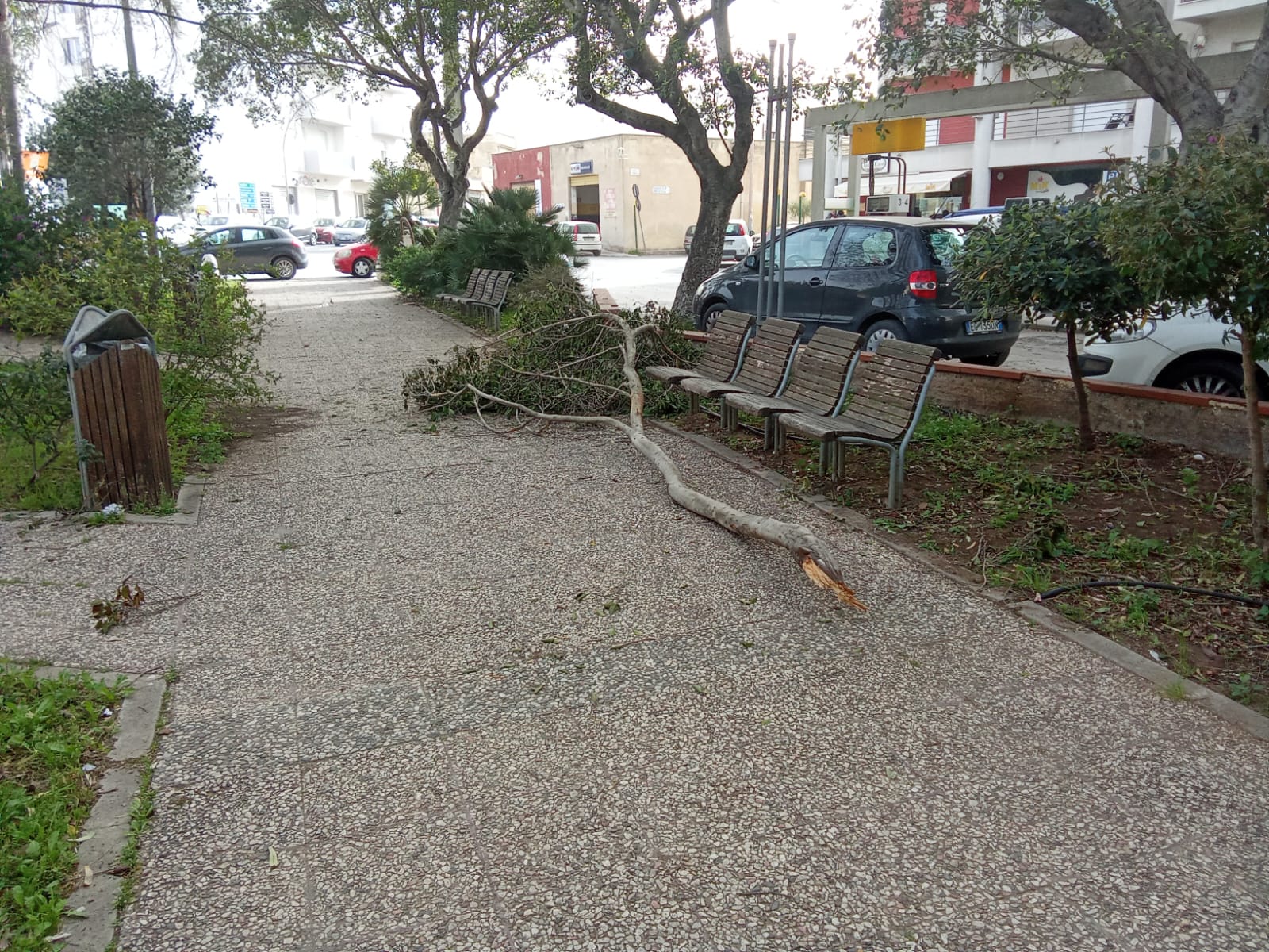 Marsala, da giorni c’è un albero abbattuto al centro di piazza Caprera