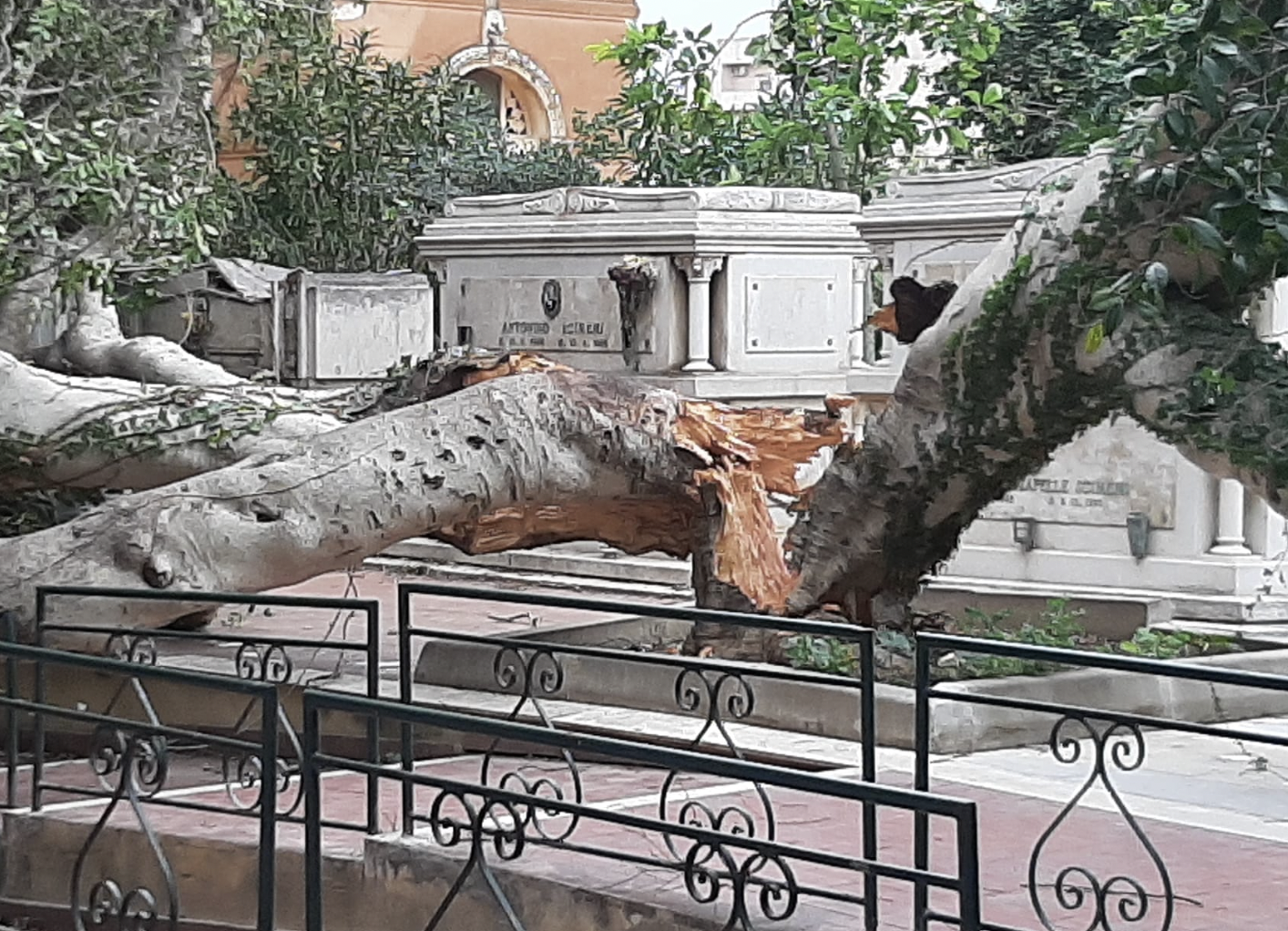 Danni nel trapanese a causa del vento, alberi e cartelli divelti, incendi. Le immagini