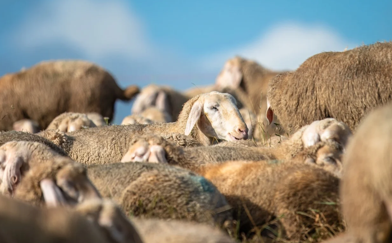 Marsala: strage di pecore e agnelli in contrada Cardilla