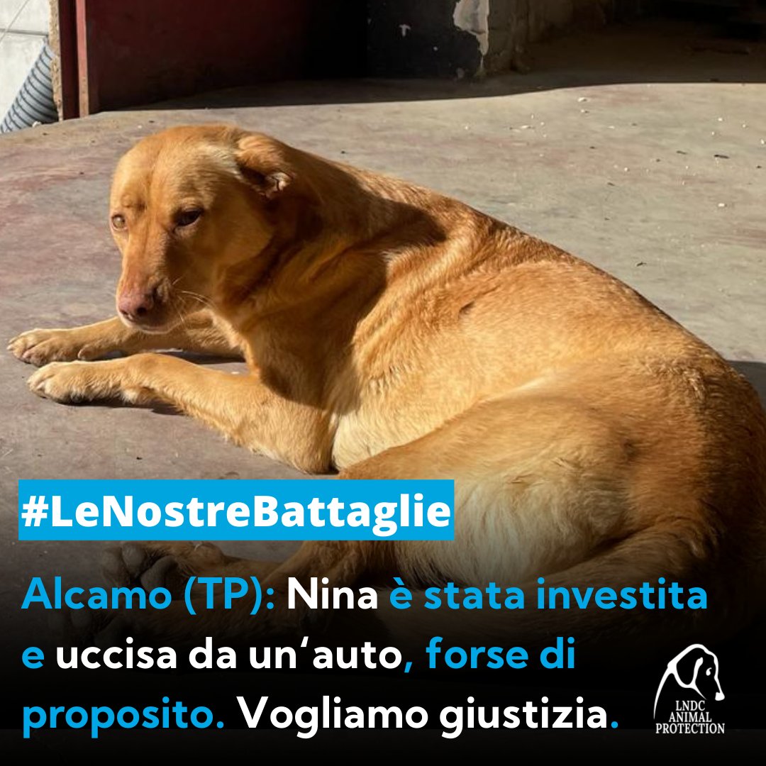 Le telecamere del Comune di Alcamo hanno ripreso l’auto che ha investito la cagnolina Nina