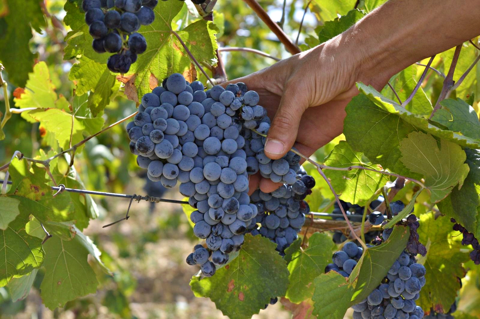 Al Vinitaly si parla del vino siciliano del futuro: il Vitrarolo si trova a Marsala…