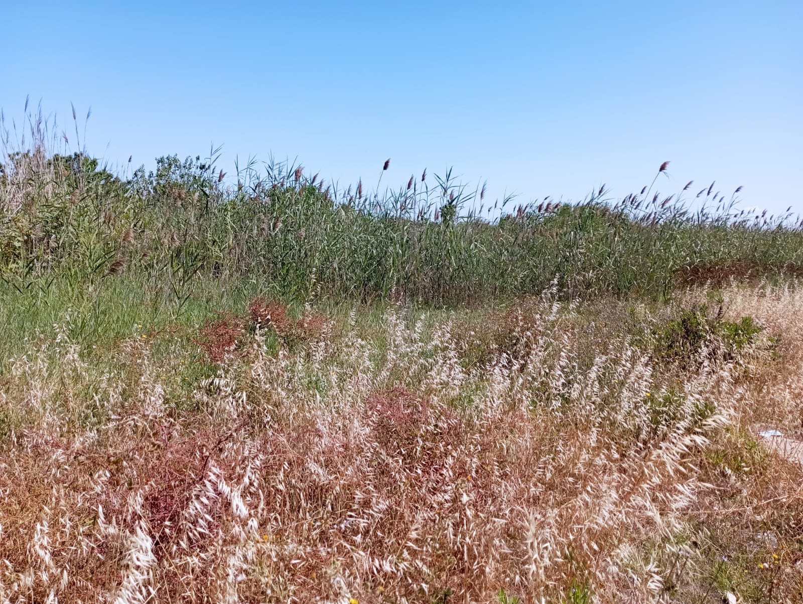 Legambiente Marsala Petrosino: Clean-Up nel Parco della Salinella