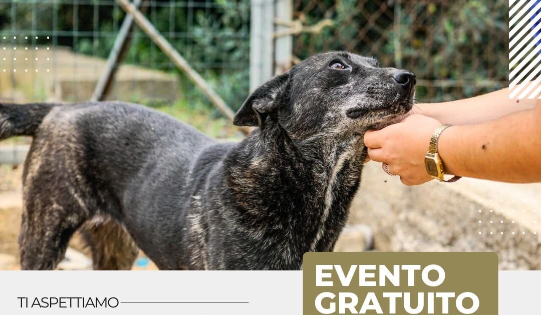 Adoption Day, al Canile di Marsala iniziativa per adottare un amico a quattro zampe