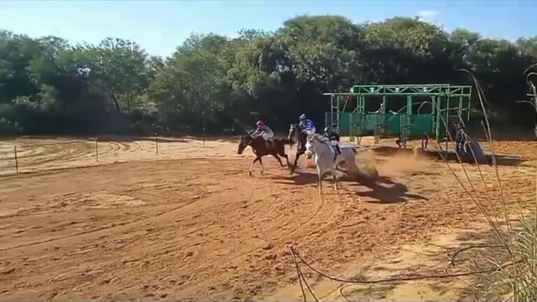 Sfruttamento di cavalli nella costa selinuntina, Rizzi: “Finalmente arrivano le denunce”