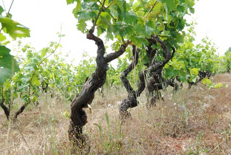 Pratica agricola della vite ad alberello: un laboratorio a Pantelleria