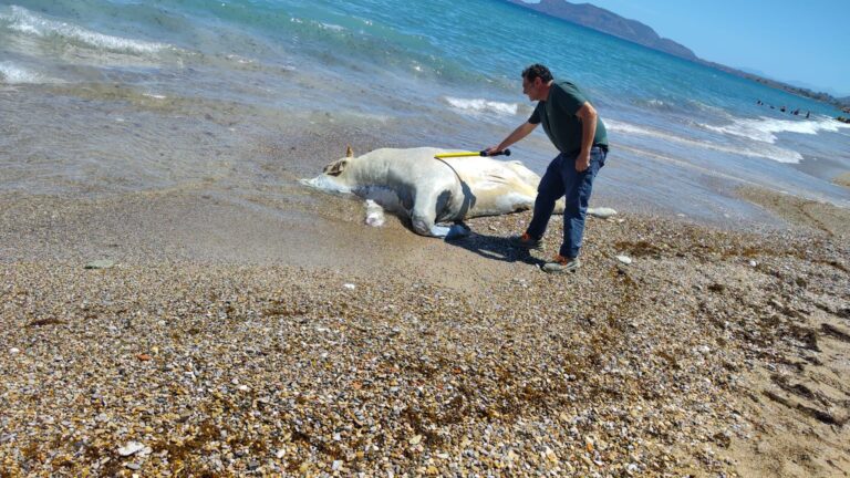 Rimossa carcassa di vitello di 6 quintali in spiaggia a Palermo