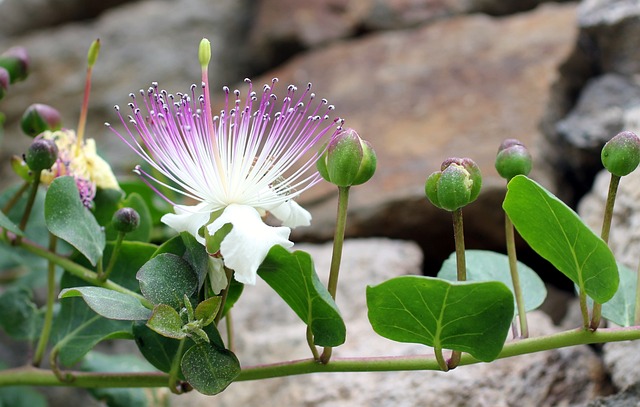 Il cappero, pianta simbolo del Mediterraneo: bello da vedere, buono da mangiare