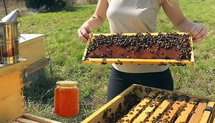 Siccità in Sicilia, anche l’apicoltura vede una perdita del 95%
