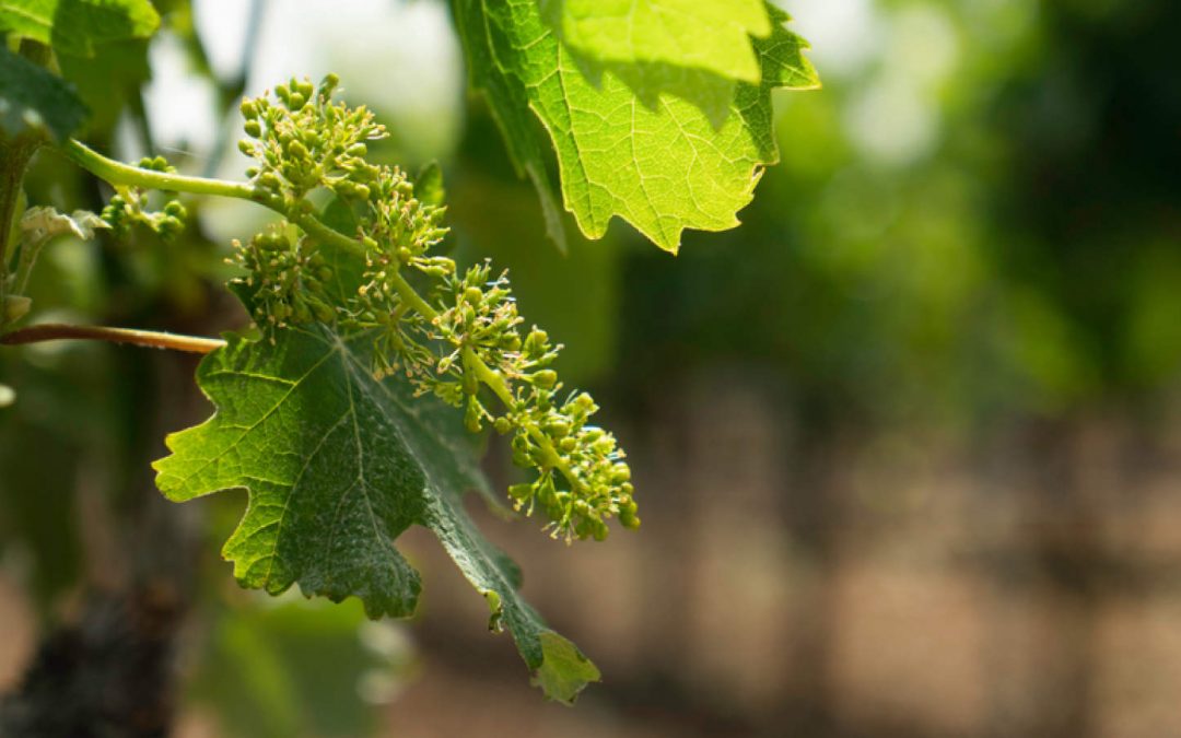 Vendemmia Verde 2023/24, pubblicata la graduatoria dei viticoltori ammessi al contributo ￼