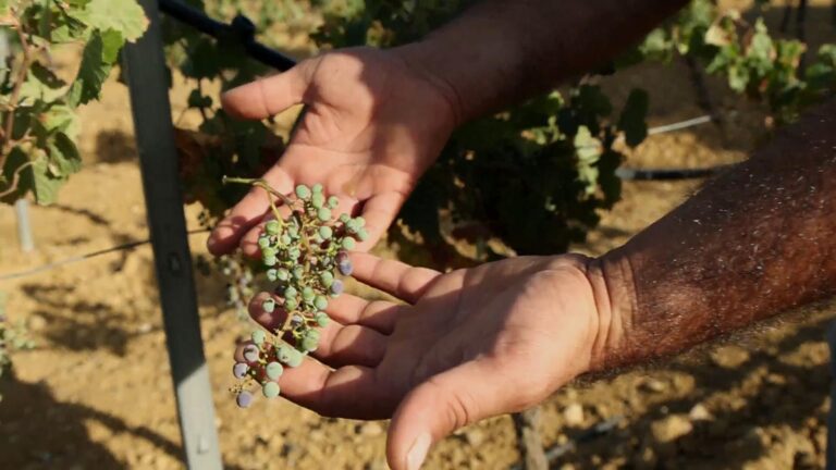 CIA: uve trapanesi di qualità ma gravi perdite per gli agricoltori che dipendono dalla diga Trinità