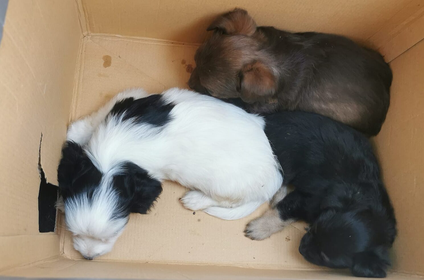 Tre cagnolini abbandonati in centro a Marsala, il mancato intervento e il salvataggio dei volontari