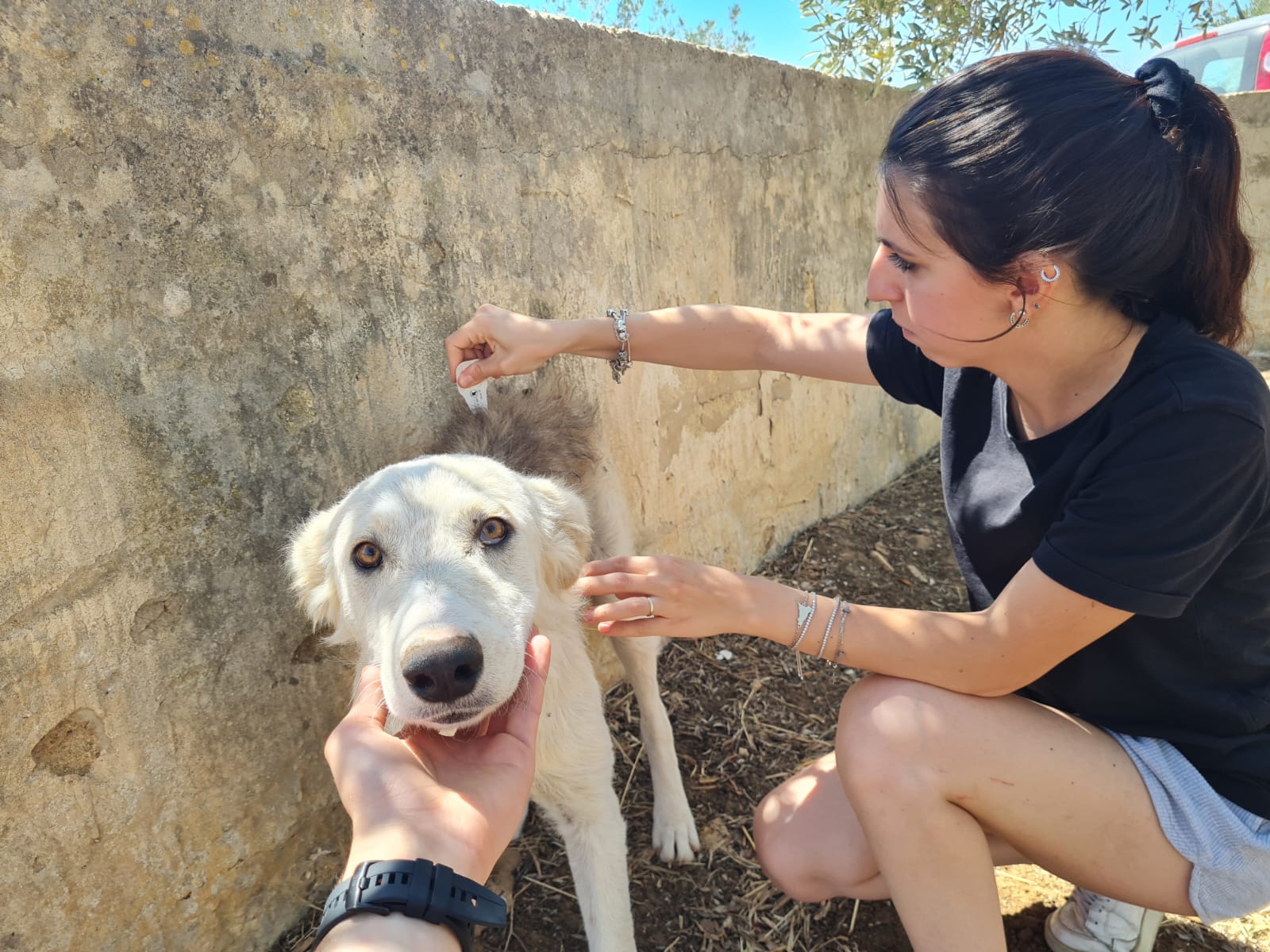 L’Oipa di Trapani provvede alla copertura antiparassitaria di cani e gatti randagi