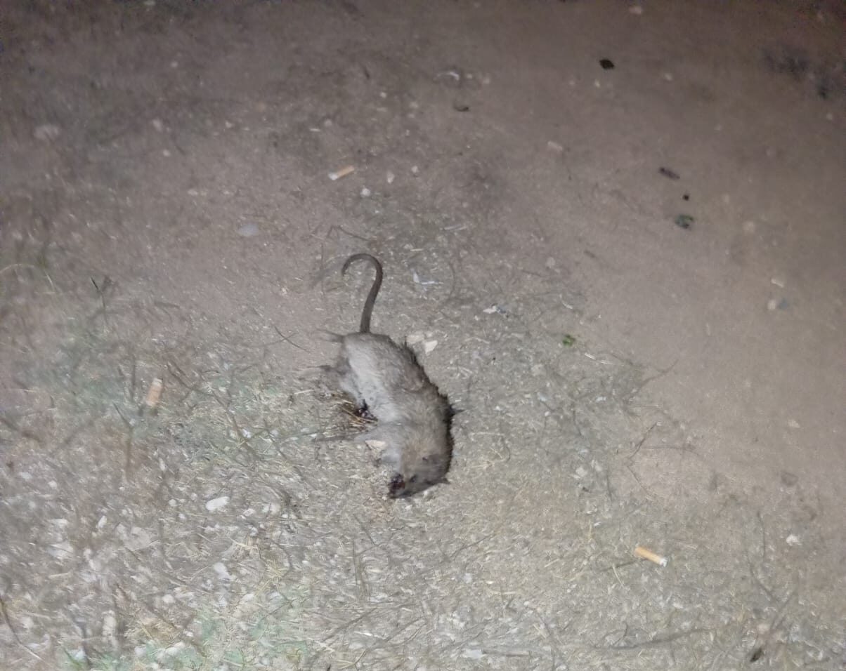 I cittadini marsalesi segnalano: “Topi al Parco giochi del Salato”