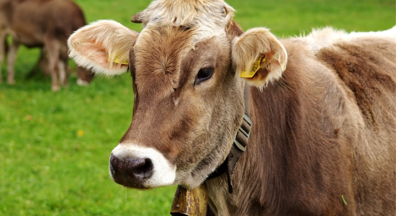 In Provincia di Trapani zero focolai di brucellosi bovina ed ovicaprina, bassa l’incidenza tubercolosi