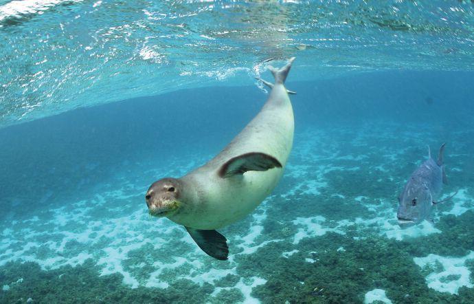 “Salvare gli animali significa salvare il mondo”. La foca Monaca alle Egadi