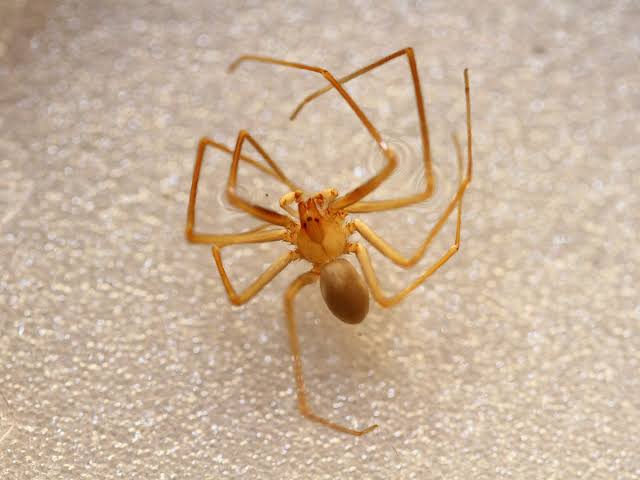 Due morti al Sud a causa del morso di un ragno violino: quanto può essere pericoloso?