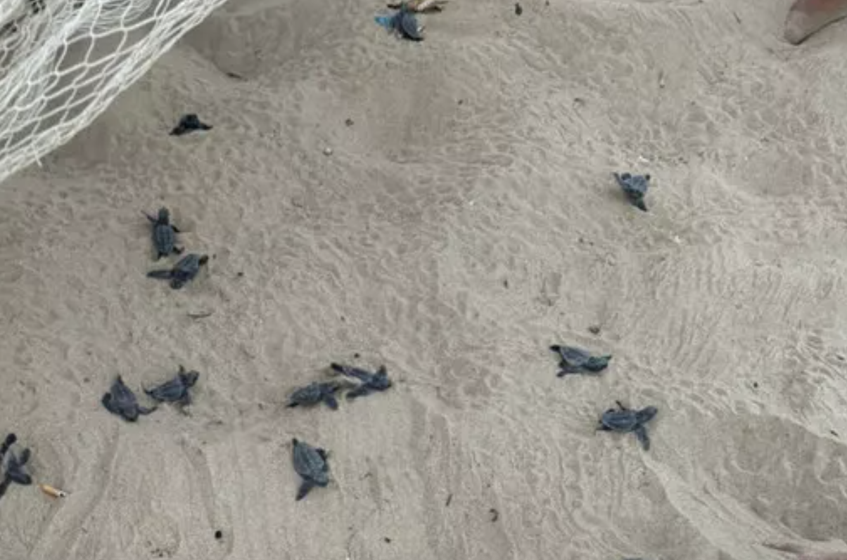 Schiusa di tartarughe marine nel campo di beach volley a Tre Fontane