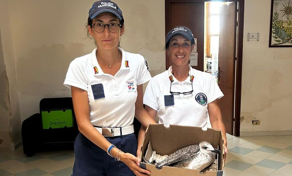 A Favignana troppi rifiuti in mare, il proprietario di un gommone ferisce un gabbiano