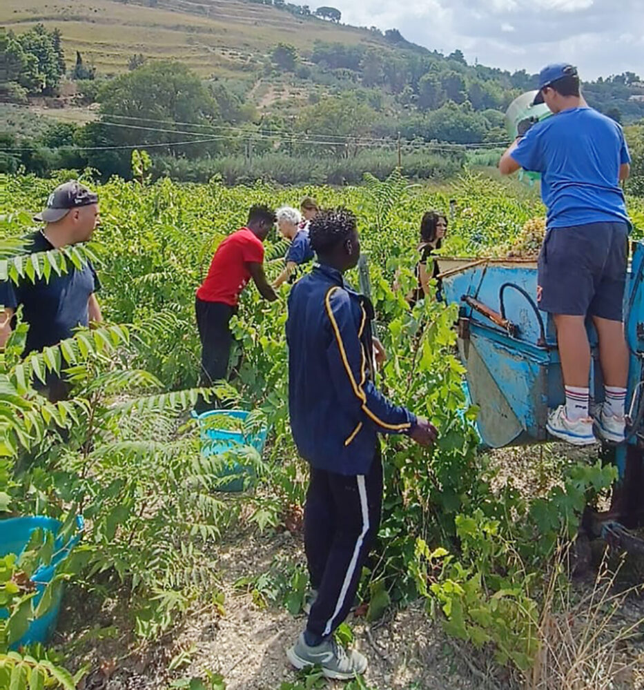 A Salemi la vendemmia della legalità con i migranti regala 35 quintali di uva