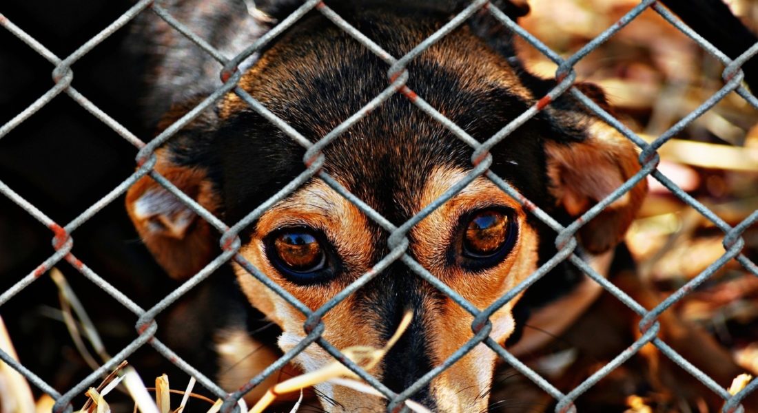 Rapporto Zoomafia 2024: a Marsala diminuiscono i reati contro gli animali, a Trapani aumentano