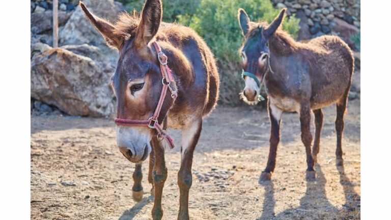 A Pantelleria iniziato il progetto di riproduzione degli asinelli, tre esemplari già trasferiti