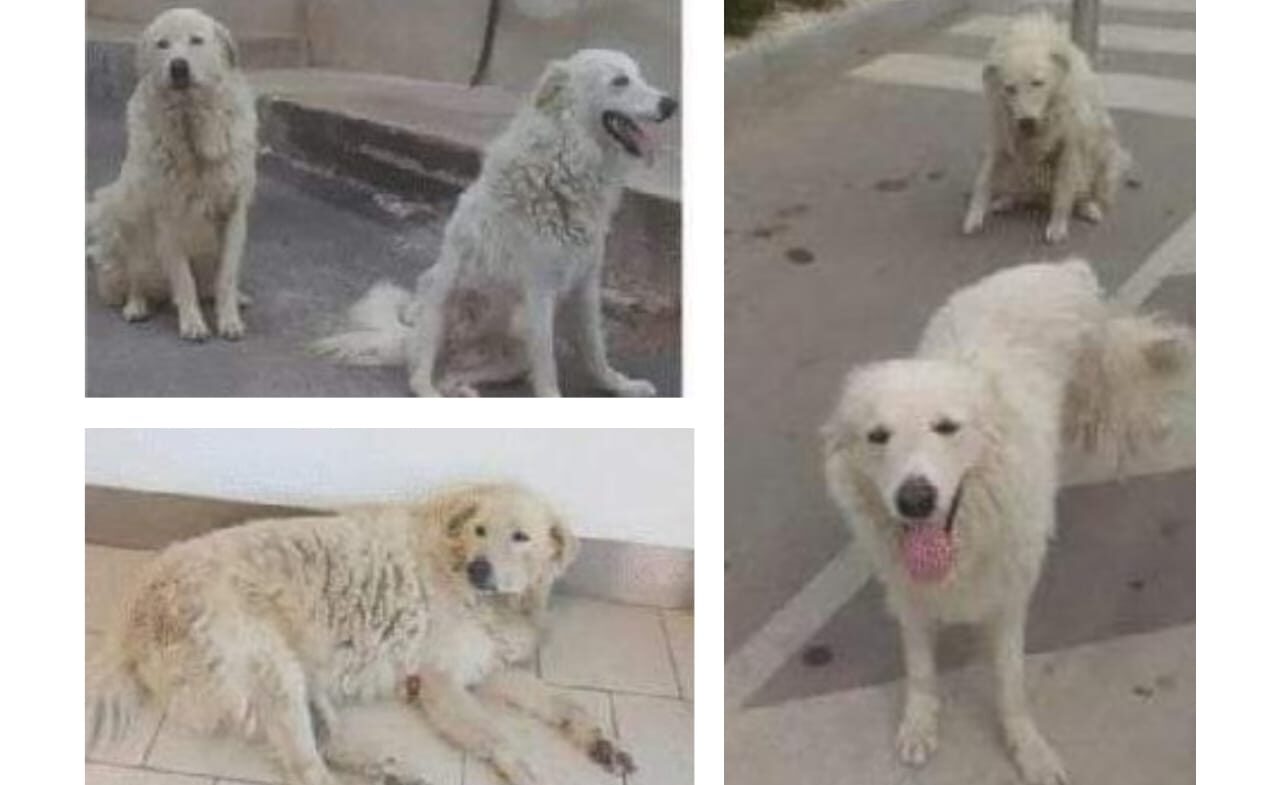 Mazara: morti cani di quartiere, l’Enpa denuncia il caso. Quinci: “Gesto vigliacco”