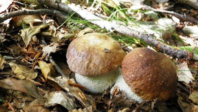 Raccolta funghi, ad Erice si rilascia il tesserino entro il 31 ottobre