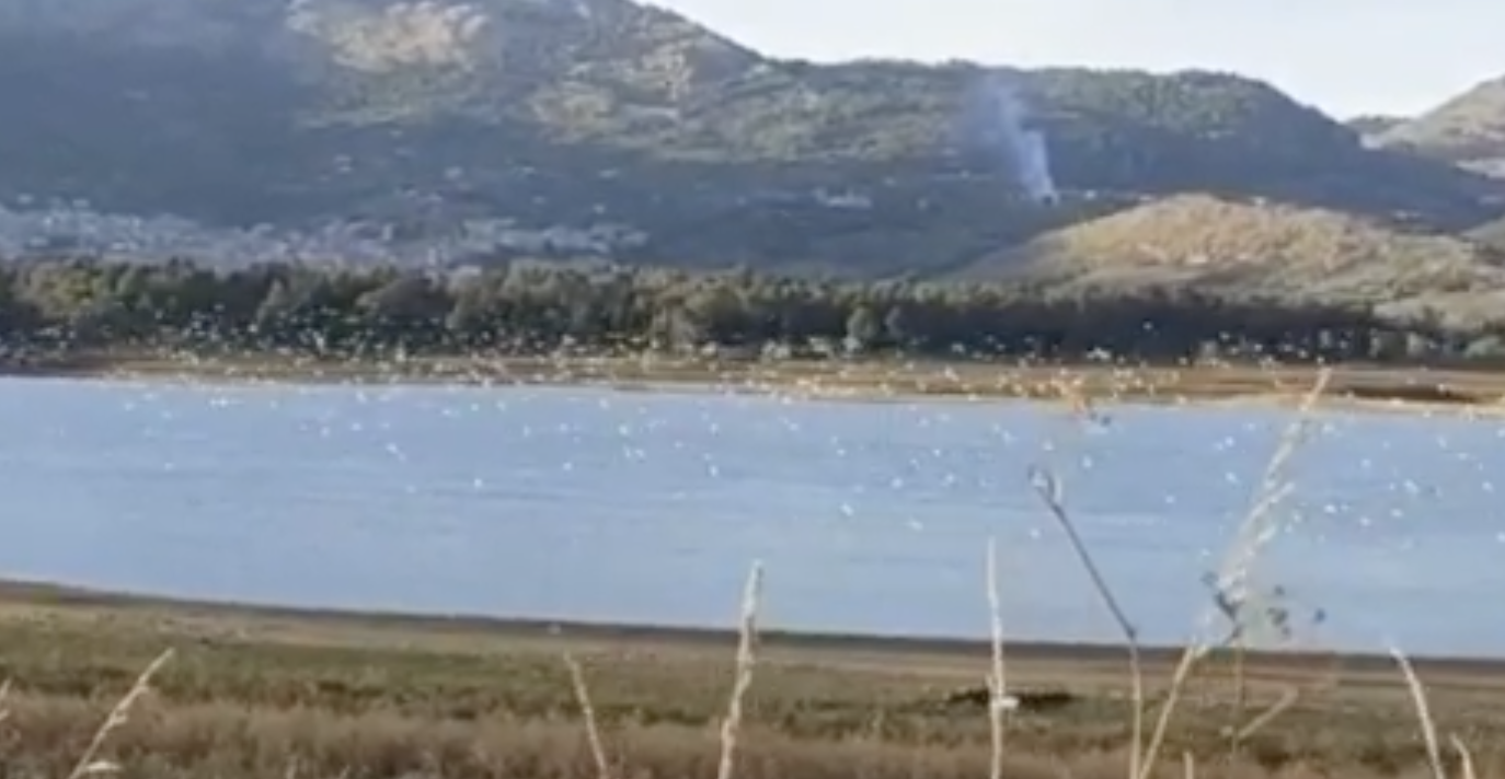 Siccità nei laghi siciliani e i gabbiani assaltano i pesci nei bassi fondali