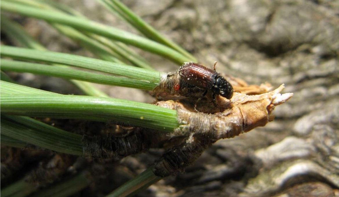 Pineta di Levanzo infestata da un insetto parassita, Ciminnisi: “Allerta da non sottovalutare”