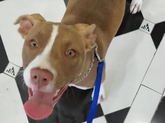 Cane morto in una rissa al canile di Palermo, un’altra salvata. E’ allarme. VIDEO