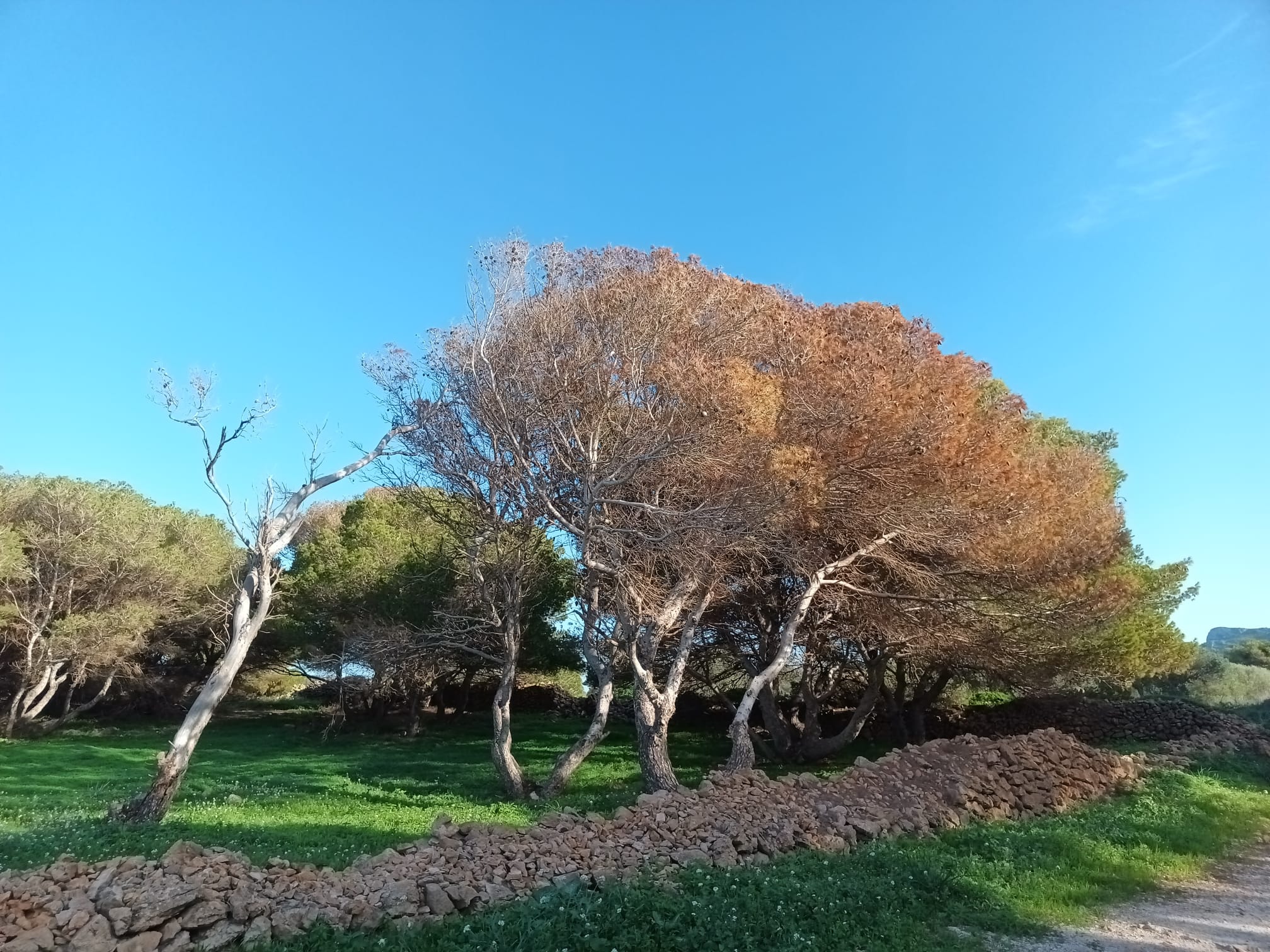 Un coleottero infesta le pinete, le Egadi e Italia Nostra chiedono l’intervento della Regione