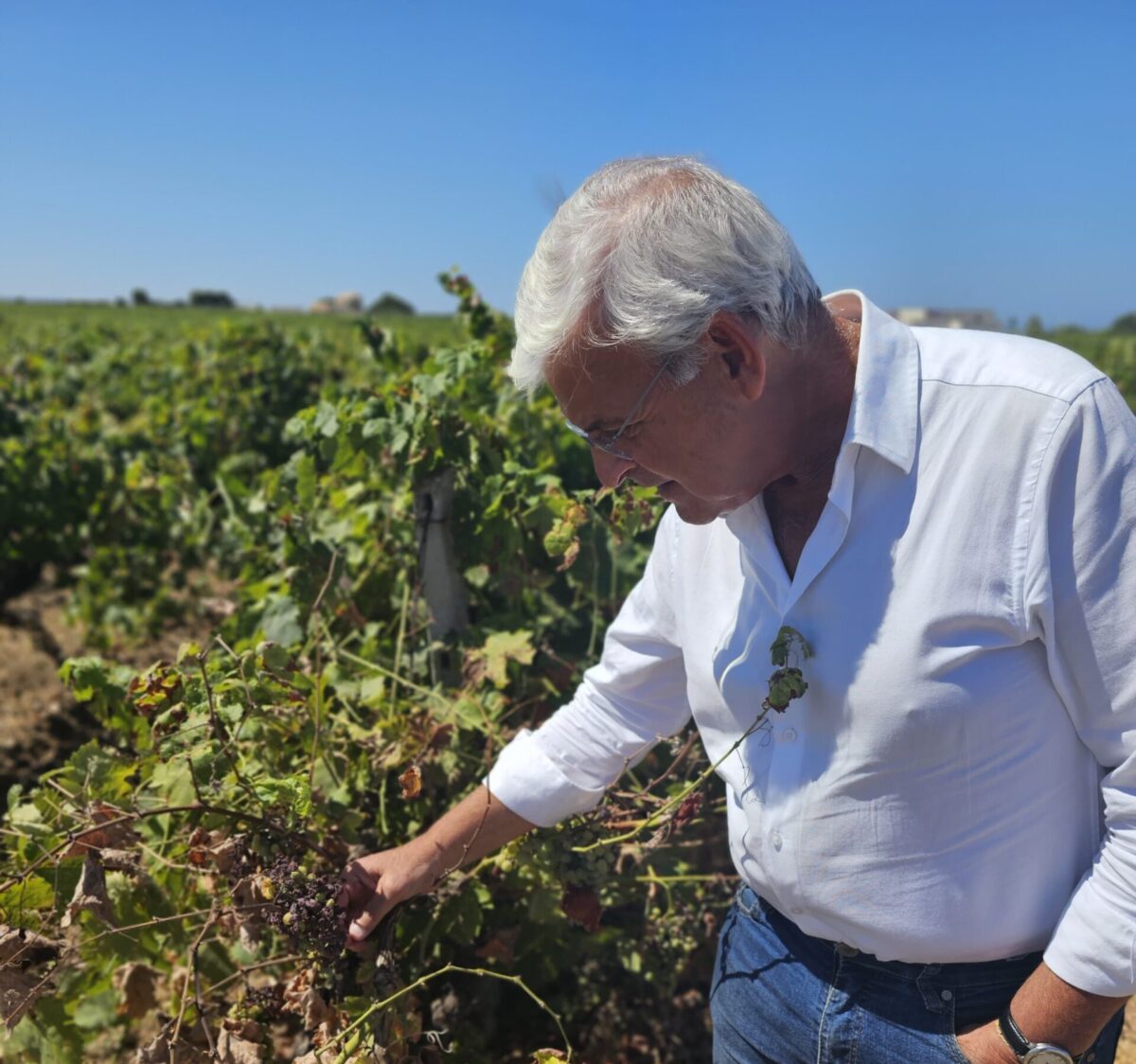 Pellegrino (FI): “AGEA pronta per contributi alle aziende colpite da peronospera”