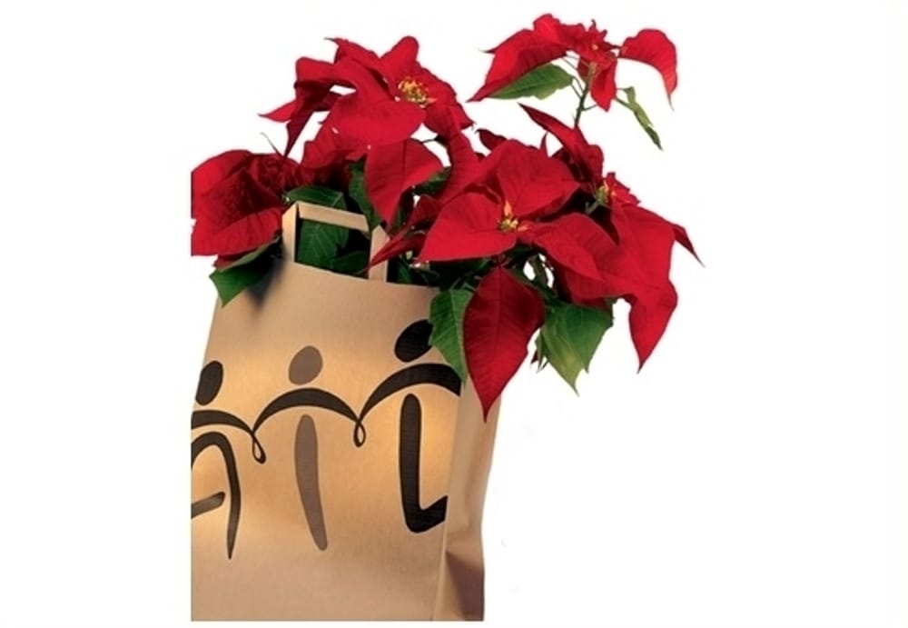 “A Trapani finti volontari Ail vendono stelle di Natale, fate attenzione”