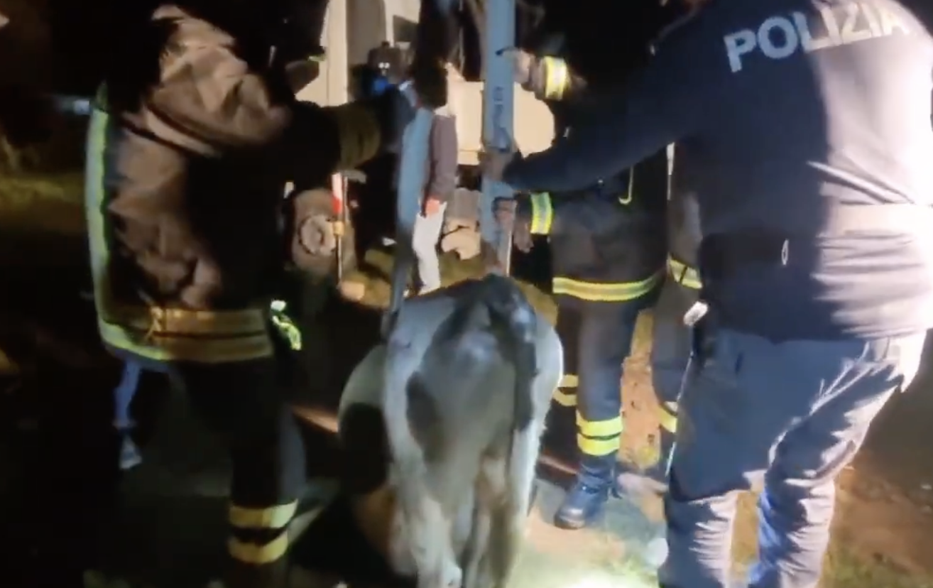 Sicilia, vitello cade in una vasca per la raccolta delle acque, salvato. VIDEO