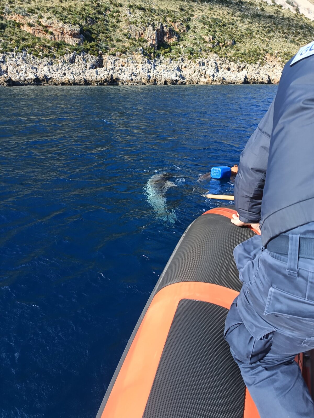 Nelle coste trapanesi salvato un cucciolo di delfino impigliato in una rete. VIDEO