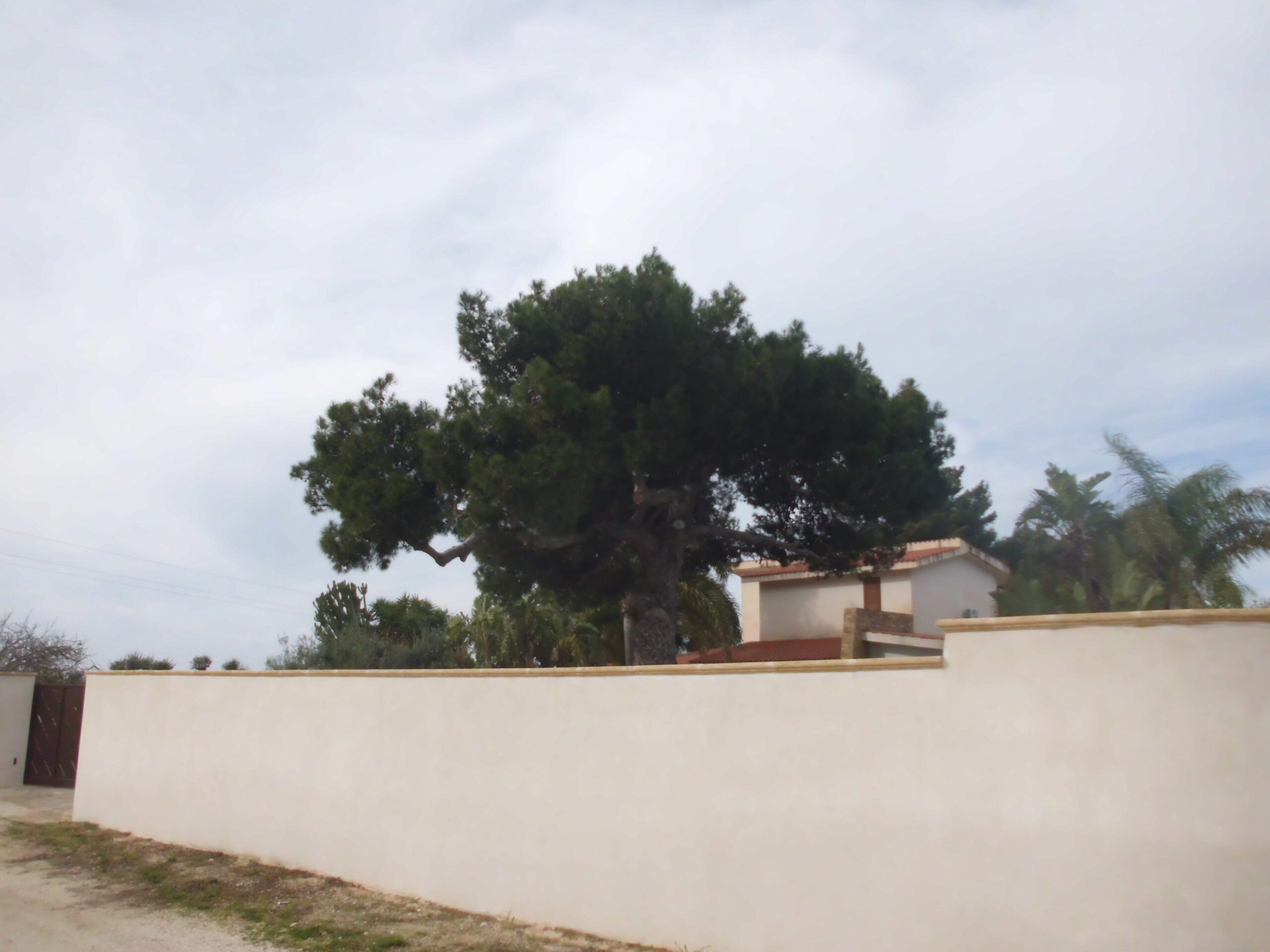 Il pino di San Michele Rifugio tra storia e poesia