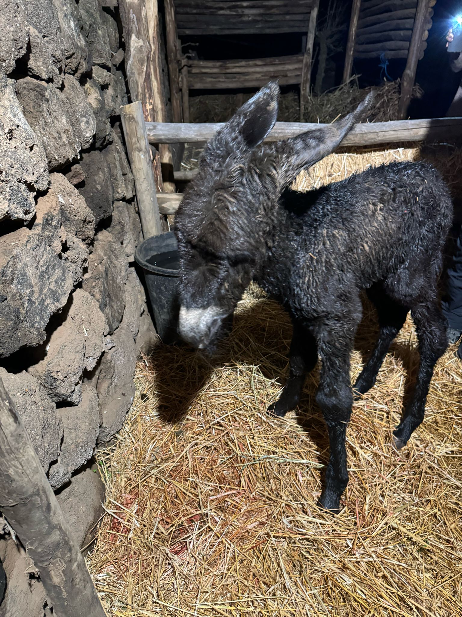 Dopo trent’anni nasce il primo asino pantesco, Ettore